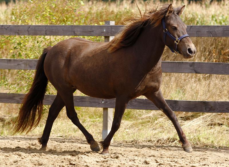 Elding von Heidmoor c.jpg